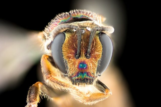 Bees point to new evolutionary answers Bees point to new evolutionary answers