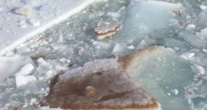 Breakthrough in unlocking genetic potential of ocean microbes