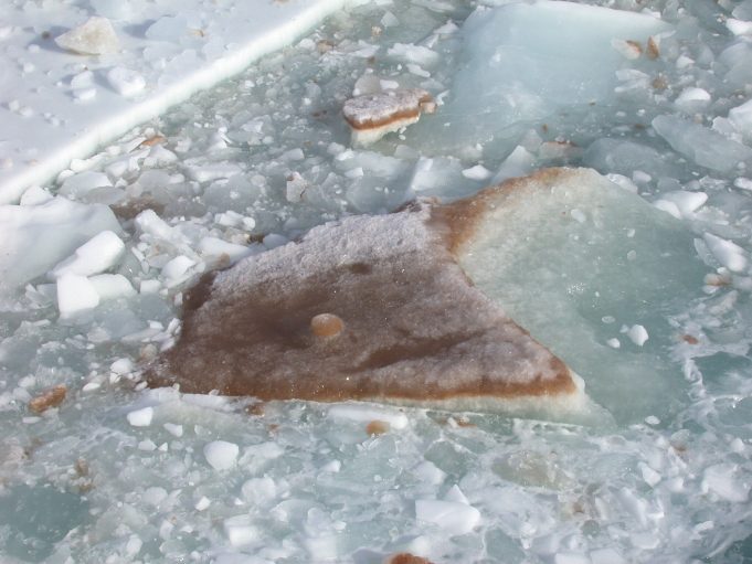 Breakthrough in unlocking genetic potential of ocean microbes Breakthrough in unlocking genetic potential of ocean microbes