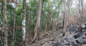 Bushfires damaged Australian rainforest that is home to Earths only living specimens of ancient species