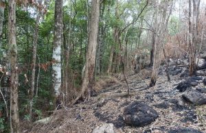 Bushfires damaged Australian rainforest that is home to Earth’s only living specimens of ancient species Bushfires damaged Australian rainforest that is home to Earths only living specimens of ancient species