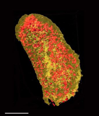 Cell membrane proteins imaged in 3 D
