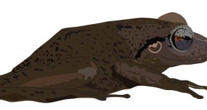 Coqui fossil from Puerto Rico takes title of oldest Caribbean frog