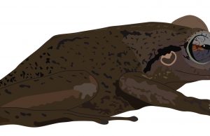 Coqui fossil from Puerto Rico takes title of oldest Caribbean frog Coqui fossil from Puerto Rico takes title of oldest Caribbean frog
