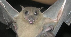 Coronaviruses and bats have been evolving together for millions of years