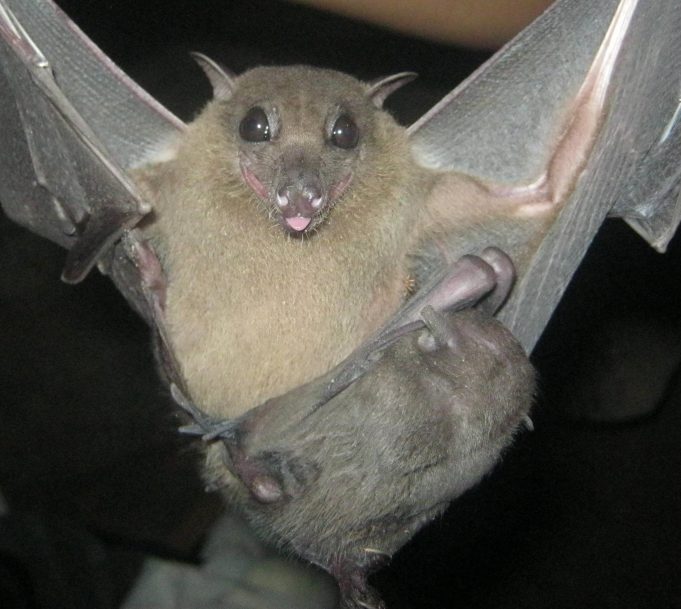 Coronaviruses and bats have been evolving together for millions of years Coronaviruses and bats have been evolving together for millions of years