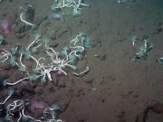 Deep sea worms and bacteria team up to harvest methane