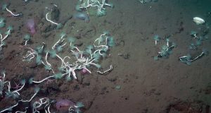 Deep sea worms and bacteria team up to harvest methane