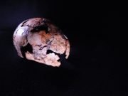 Direct human ancestor Homo erectus is older than we thought scaled