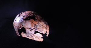 Direct human ancestor Homo erectus is older than we thought scaled
