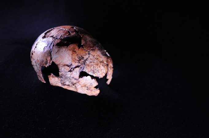 Direct human ancestor Homo erectus is older than we thought scaled