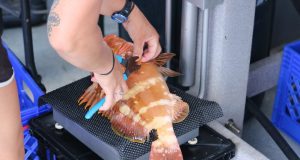First Gulf wide survey of oil pollution completed 10 years after Deepwater Horizon