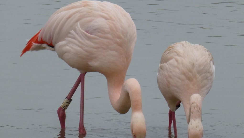 Flamingos form firm friendships