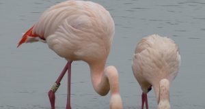 Flamingos form firm friendships
