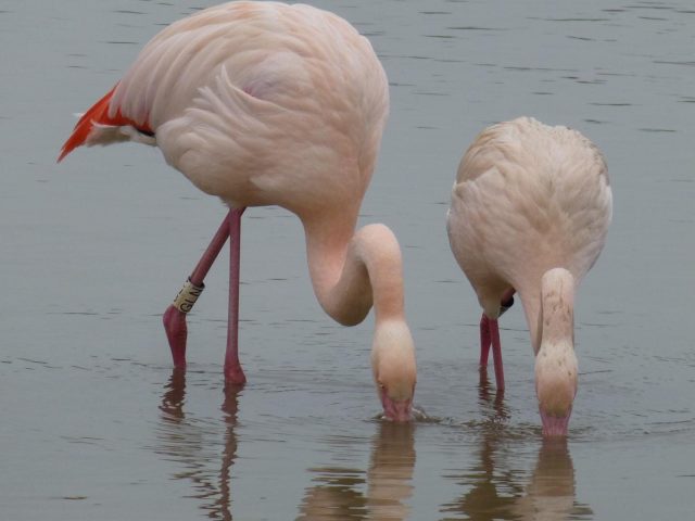 Flamingos form firm friendships