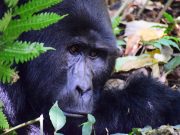 Great apes and COVID 19 Experts raise the alarm for endangered species