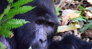Great apes and COVID 19 Experts raise the alarm for endangered species