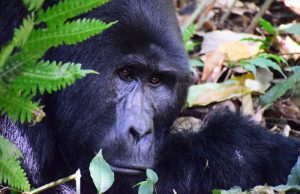 Great apes and COVID-19: Experts raise the alarm for endangered species Great apes and COVID 19 Experts raise the alarm for endangered species