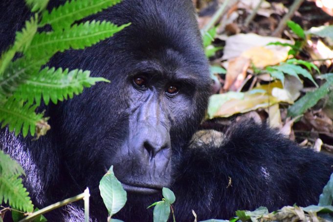 Great apes and COVID 19 Experts raise the alarm for endangered species