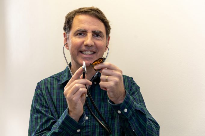 Human handling stresses young monarch butterflies Human handling stresses young monarch butterflies