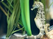 Immune system alteration identified as key process in the male pregnancy of seahorses Immune system alteration identified as key process in the male pregnancy of seahorses