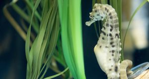Immune system alteration identified as key process in the male pregnancy of seahorses