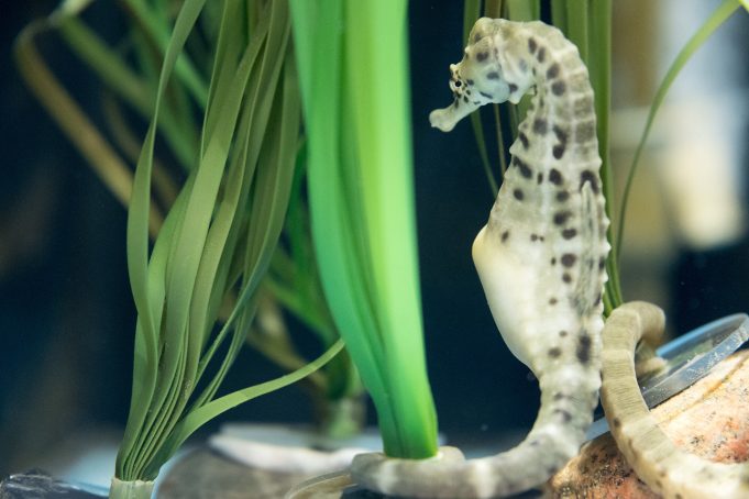 Immune system alteration identified as key process in the male pregnancy of seahorses