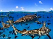 Landmark study concludes marine life can be rebuilt by 2050