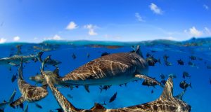 Landmark study concludes marine life can be rebuilt by 2050