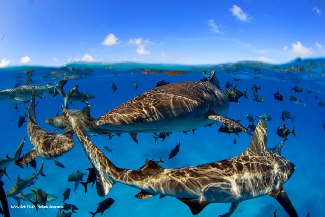 Landmark study concludes marine life can be rebuilt by 2050
