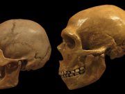 Modern humans Neanderthals share a tangled genetic history study affirms