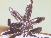 New handle for controlling electromagnetic properties could enable spintronic computing New handle for controlling electromagnetic properties could enable spintronic computing