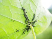 New model finds countries should work together to control coronavirus harmful species