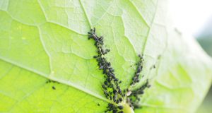 New model finds countries should work together to control coronavirus harmful species