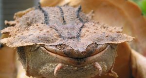 New species of turtle discovered