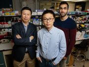 Physical force alone spurs gene expression study reveals