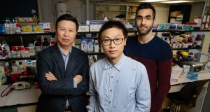 Physical force alone spurs gene expression study reveals