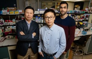 Physical force alone spurs gene expression, study reveals Physical force alone spurs gene expression study reveals