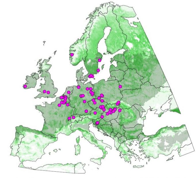 Plant diversity in European forests is declining