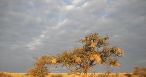 Precipitation will be essential for plants to counteract global warming