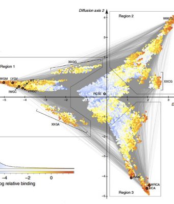 Predicting the evolution of genetic mutations