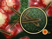 Research sheds light on how silver ions kill bacteria Research sheds light on how silver ions kill bacteria