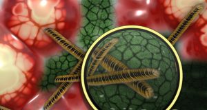 Research sheds light on how silver ions kill bacteria