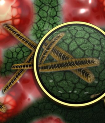 Research sheds light on how silver ions kill bacteria Research sheds light on how silver ions kill bacteria