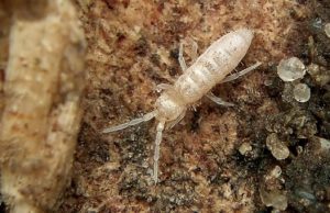 Research unearths the science behind the smell of spring Research unearths the science behind the smell of spring