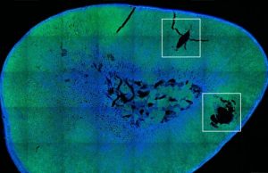 Researchers achieve remote control of hormone release using magnetic nanoparticles