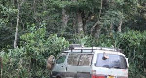 Researchers show how forest loss leads to spread of disease