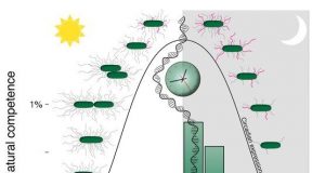 Researchers uncover importance of aligning biological clock with day night cycles