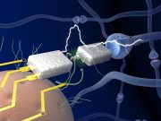 Researchers unveil electronics that mimic the human brain in efficient learning