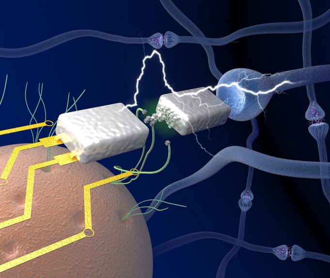 Researchers unveil electronics that mimic the human brain in efficient learning